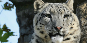 Africa Alive Zoological Reserve