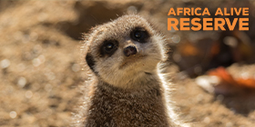 Africa Alive Zoological Reserve