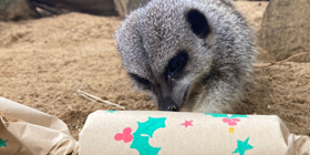 Banham Zoological Gardens