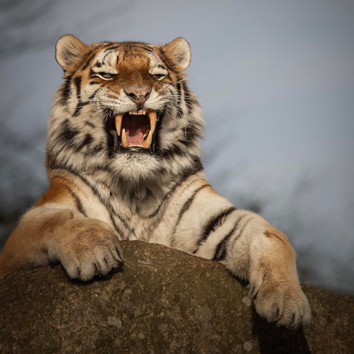 Dartmoor Zoo, Save up to 7