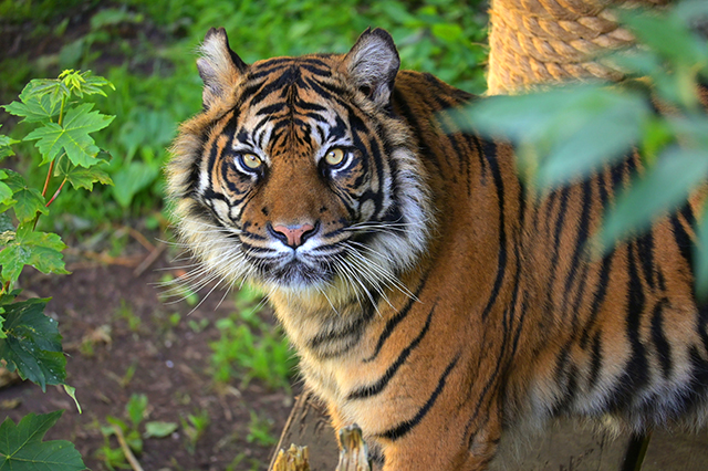 Dudley Zoo & Castle, Up to 20% off