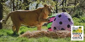 Dudley Zoo & Castle