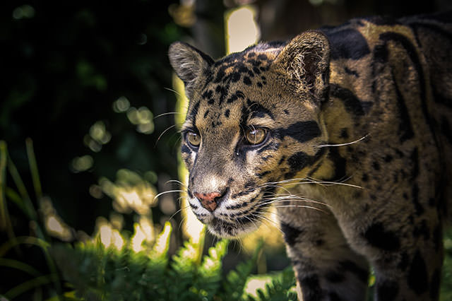 Howletts Wild Animal Park Tickets, Up To 30% Off Discount Howletts Wild Animal Park Tickets, Up To 30% Off Discount