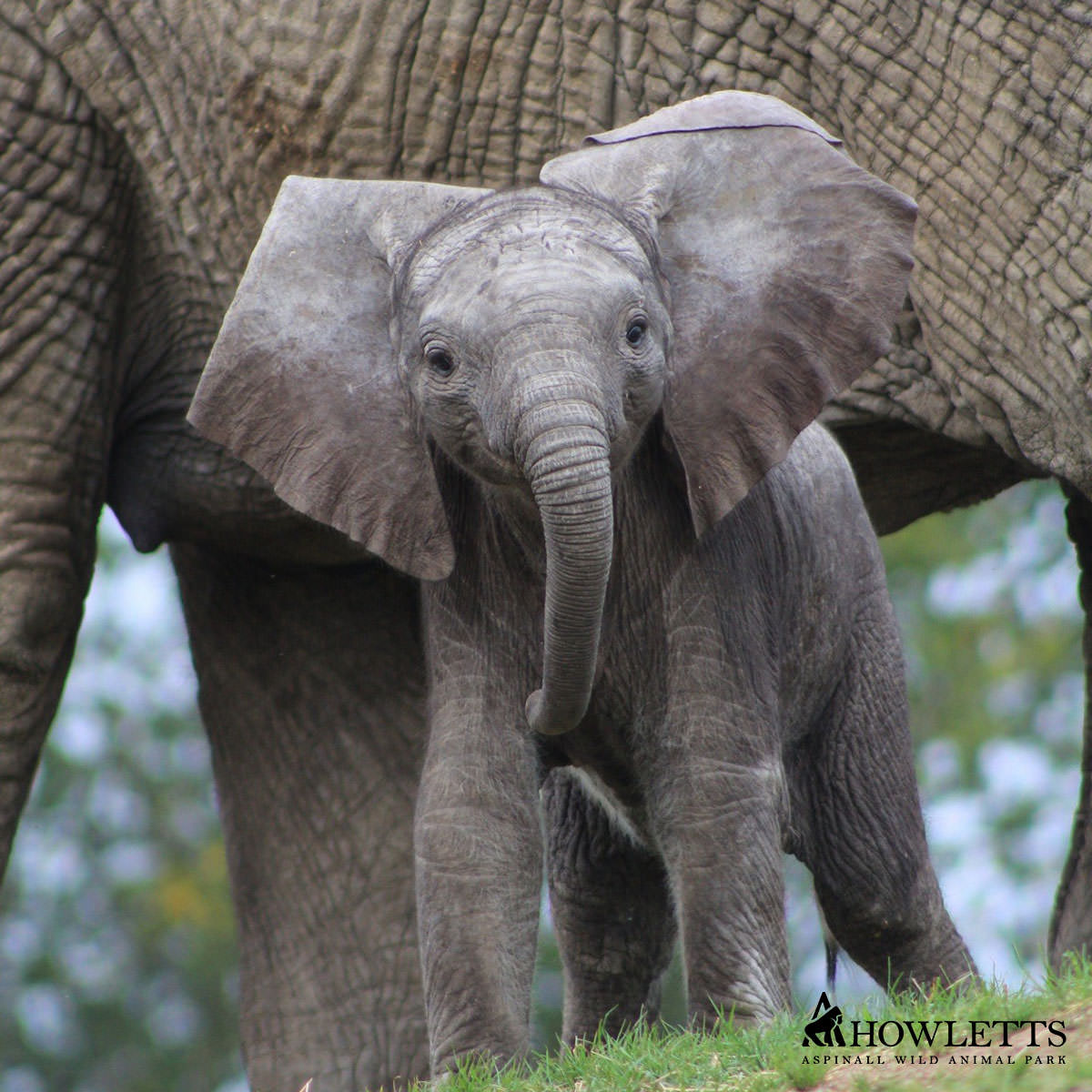 Howletts Wild Animal Park Tickets, Up To 30% Off Discount Howletts Wild Animal Park Tickets, Up To 30% Off Discount
