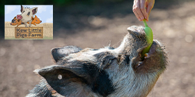 Kew Little Pigs