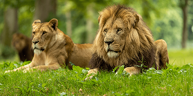 Longleat Safari and Adventure Park