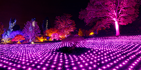 RHS Glow at Wisley