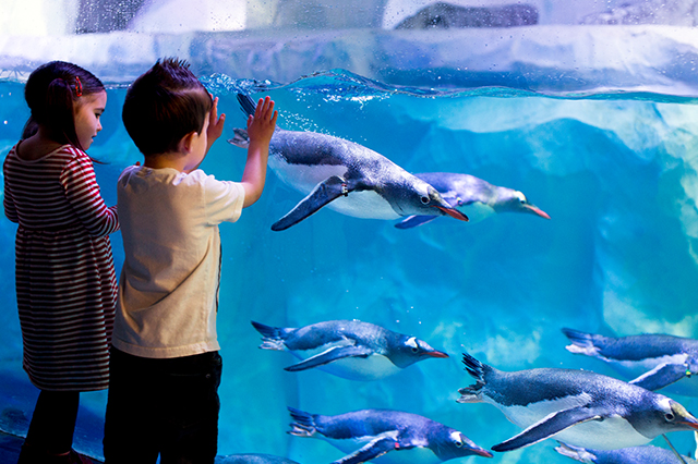 SEA LIFE Gallery Image